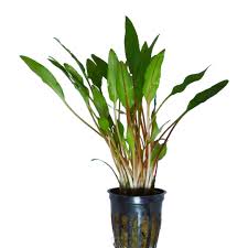 Cryptocoryne lutea - mesh pot