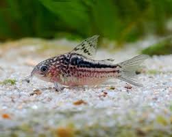 Corydora - Elegans WILD (Gastrodermus elegans)