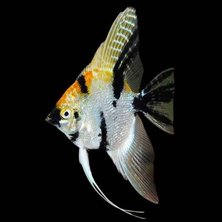 Angelfish Tri-Colour 4cm