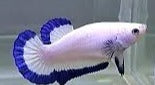 Betta PKHM Blue Rim Female