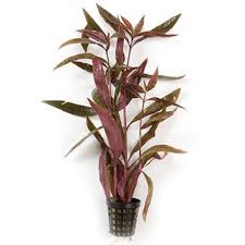 Purple Waffle (Hemigraphis colorata) - Marginal/Bog Plant