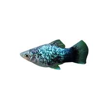 Platy Blue Spotted