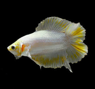 Betta PKHM Yellow Doubletail Male