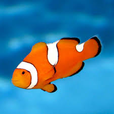 Clownfish - Percula Mis-Bar (Amphiprion percula) *Captive Bred*