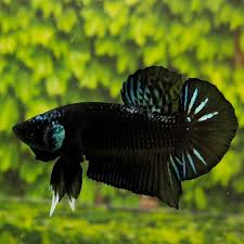 Betta PKHM Black Orchid Male