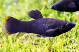 Molly - Gold Edge Black