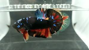 Betta PKHM Avatar Nemo Male