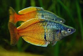 Rainbowfish - Boesmani (Melanotaenia boesemani)