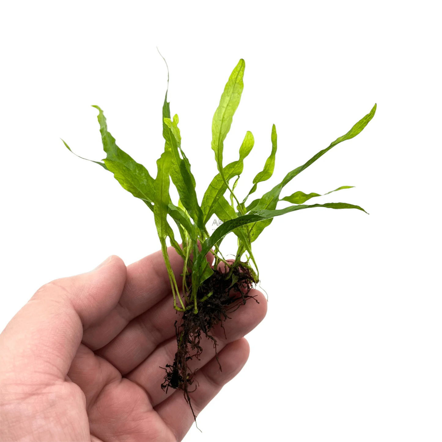 Java Fern - Microsorium pteropus, 'Petite'