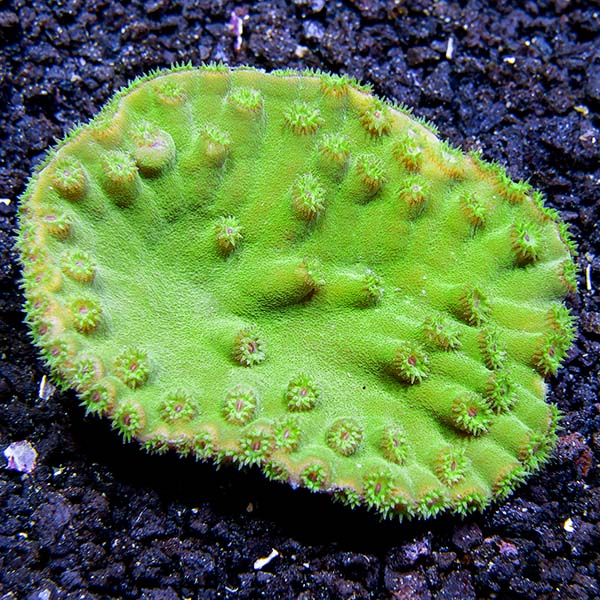 Pagoda Cup Corals (Turbinaria sp.)