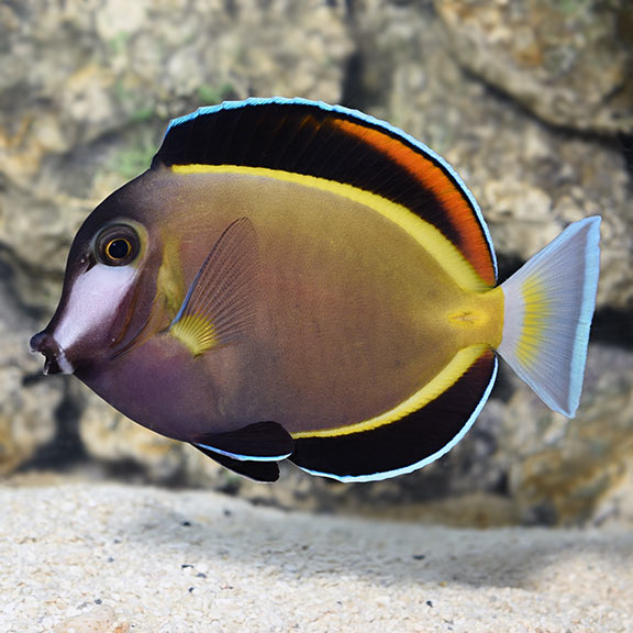 Tang Powder Brown (Acanthurus japonicus)