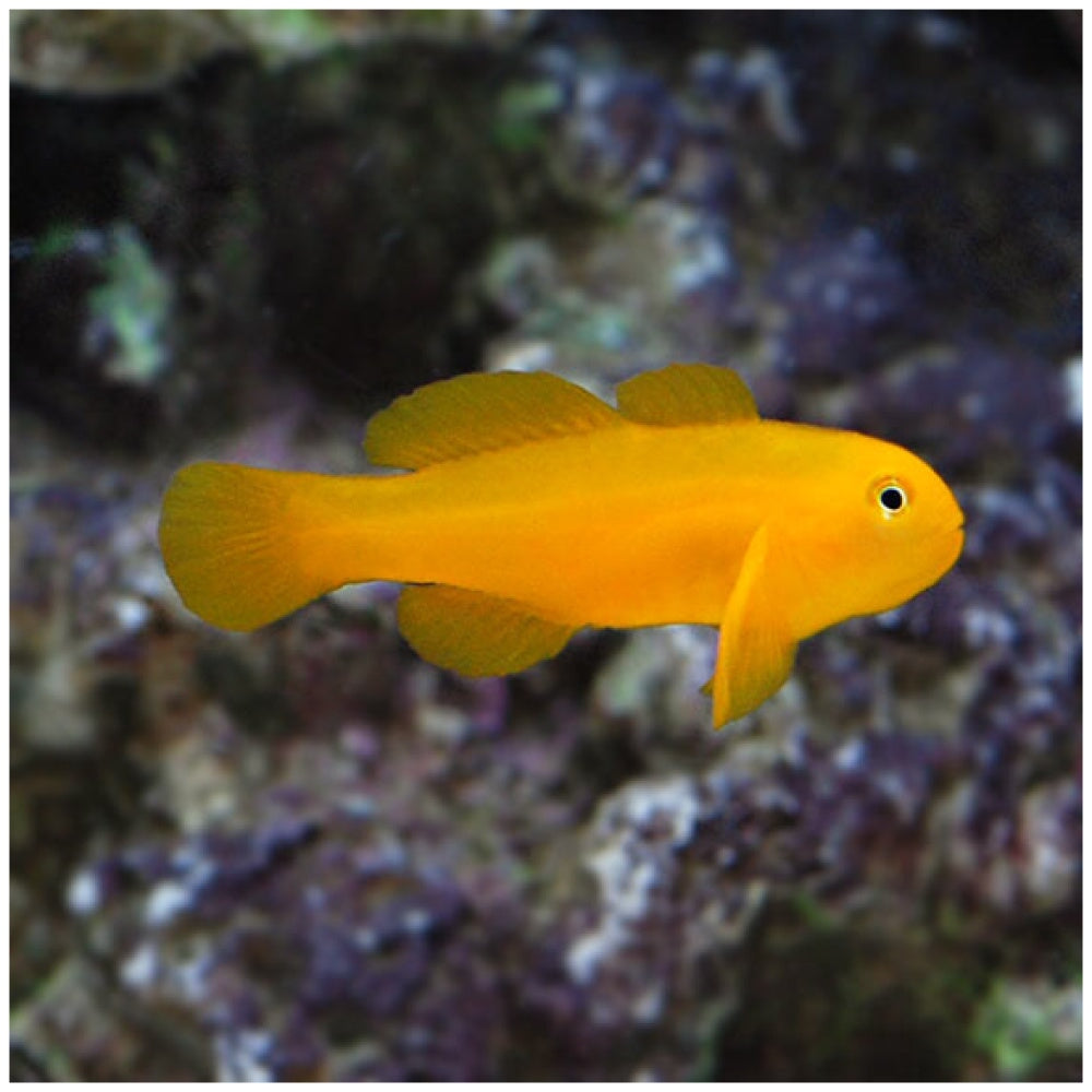 Goby Yellow Clown (Gobiodon okinawae)