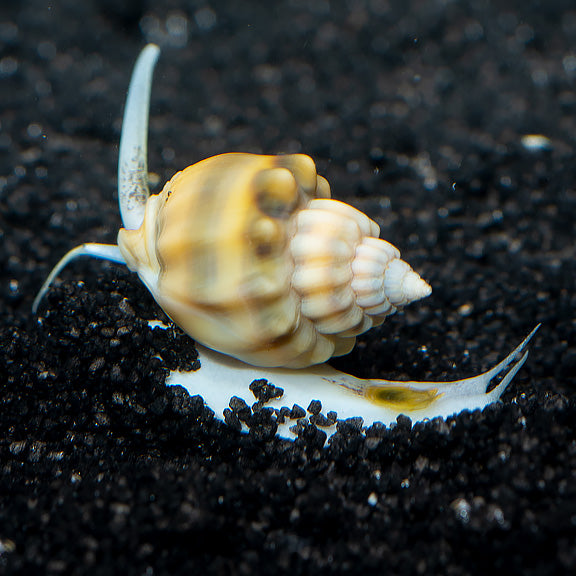 Snail Nassarius (Zombie)