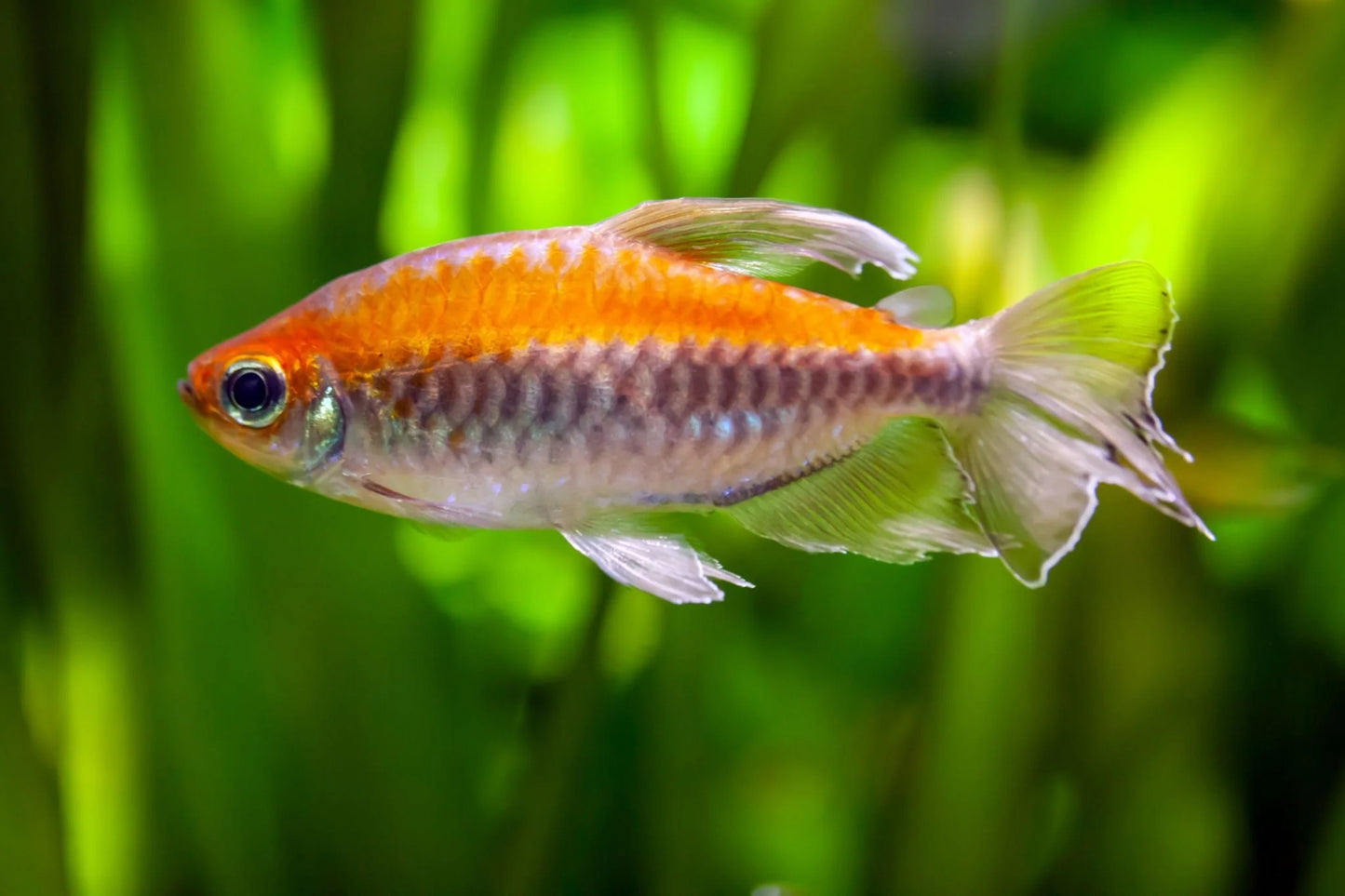 Tetra Congo