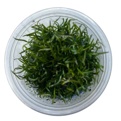 TC Lilaeopsis Novaezelandiae