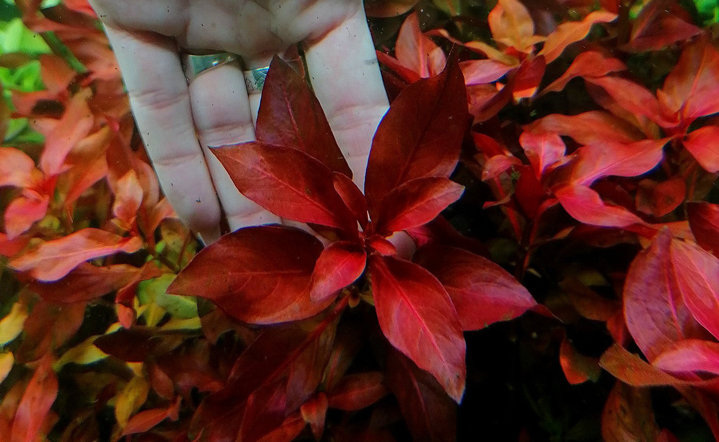 Ludwigia repens "Red Rubin"