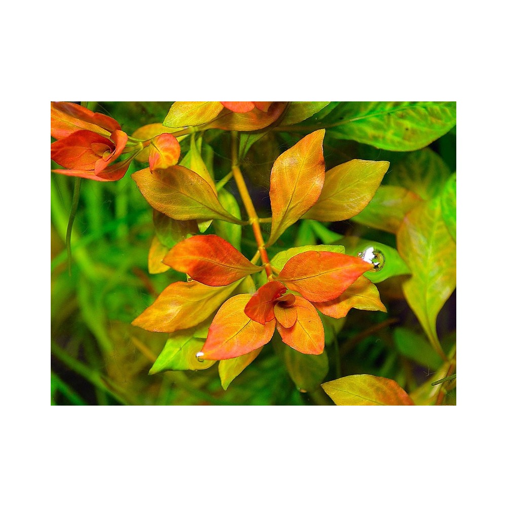 Ludwigia atlantis 'Dark Orange'