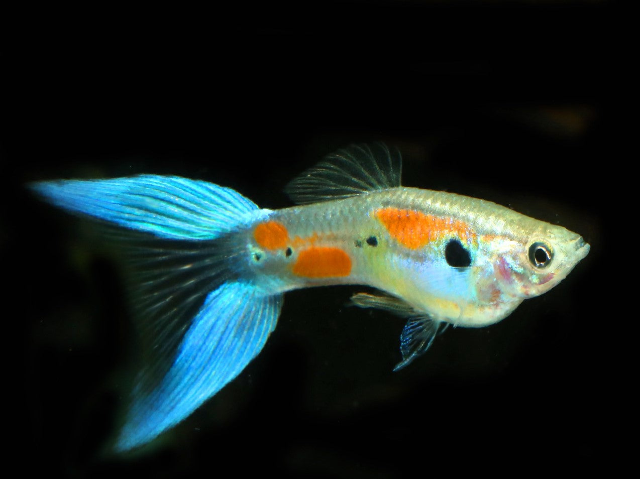 Guppy Blue Lyretail Male