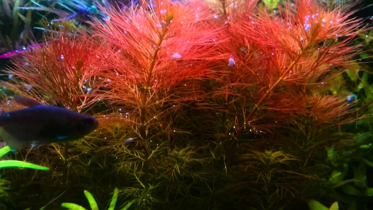Milfoil - Bronze (Myriophyllum sp. 'Roraimi')