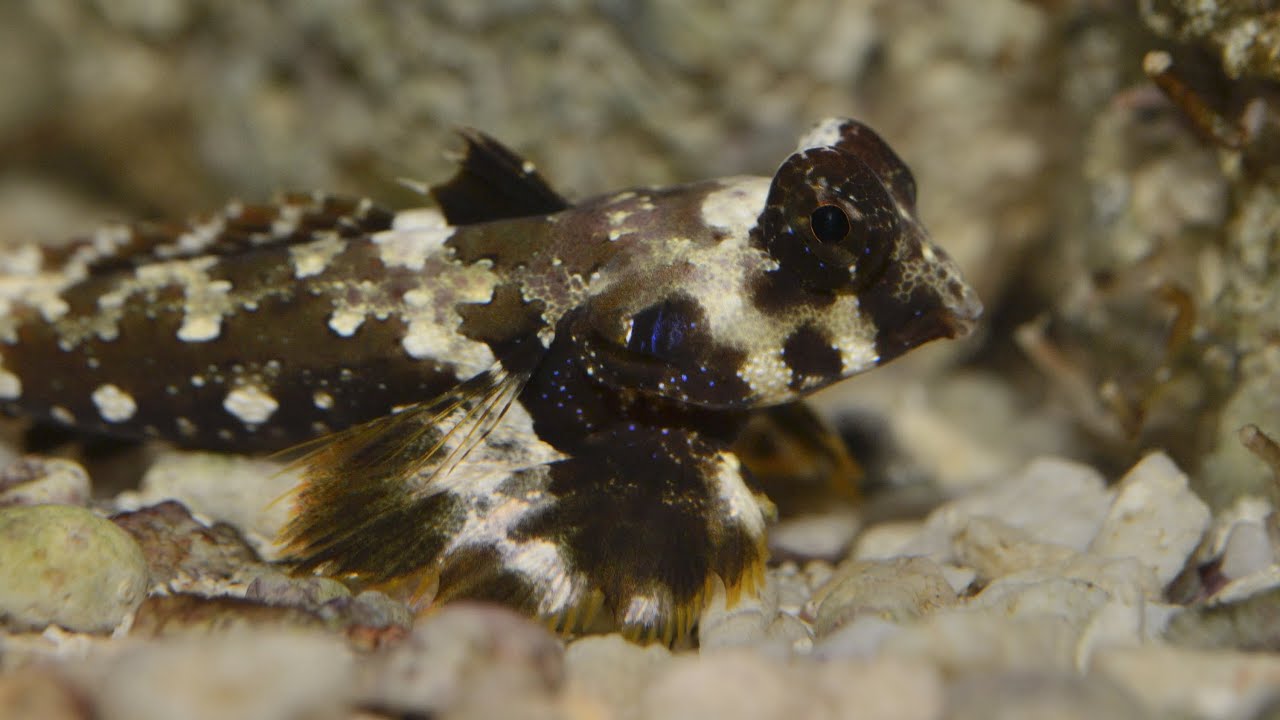 Dragonet - Scooter (Adult)