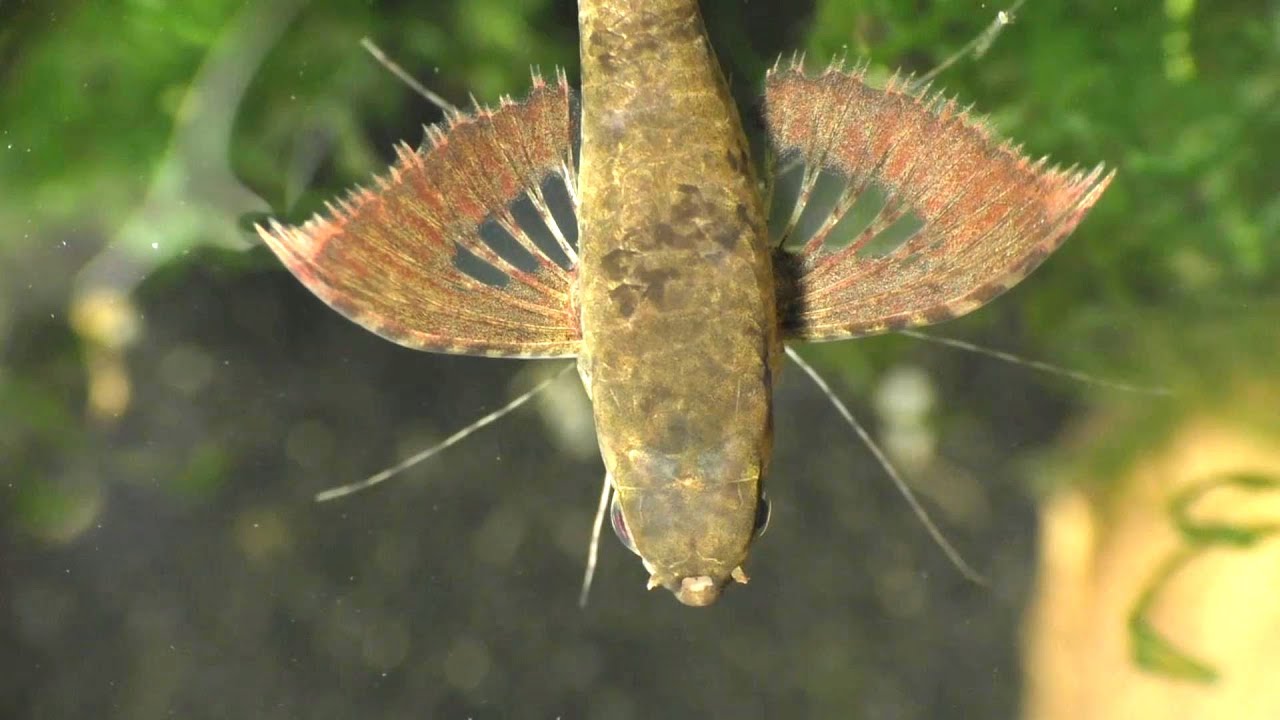 African Butterfly Fish