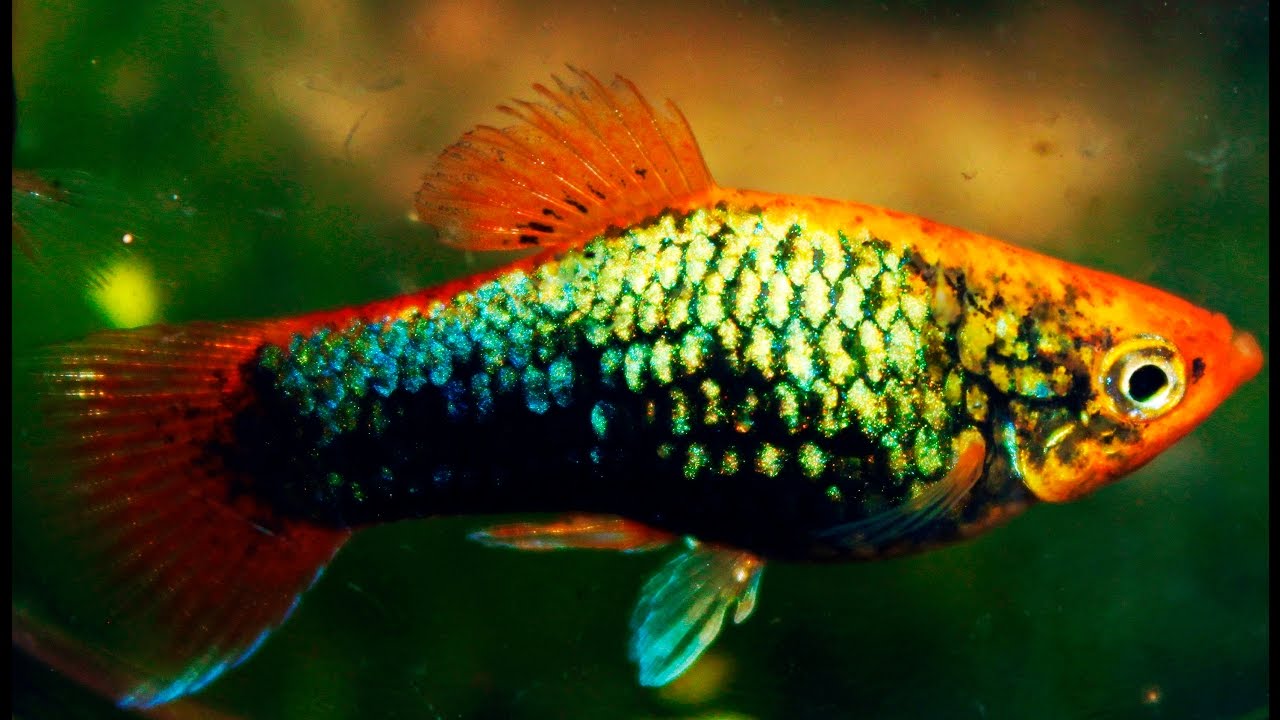 Platy Firetail Tuxedo Green