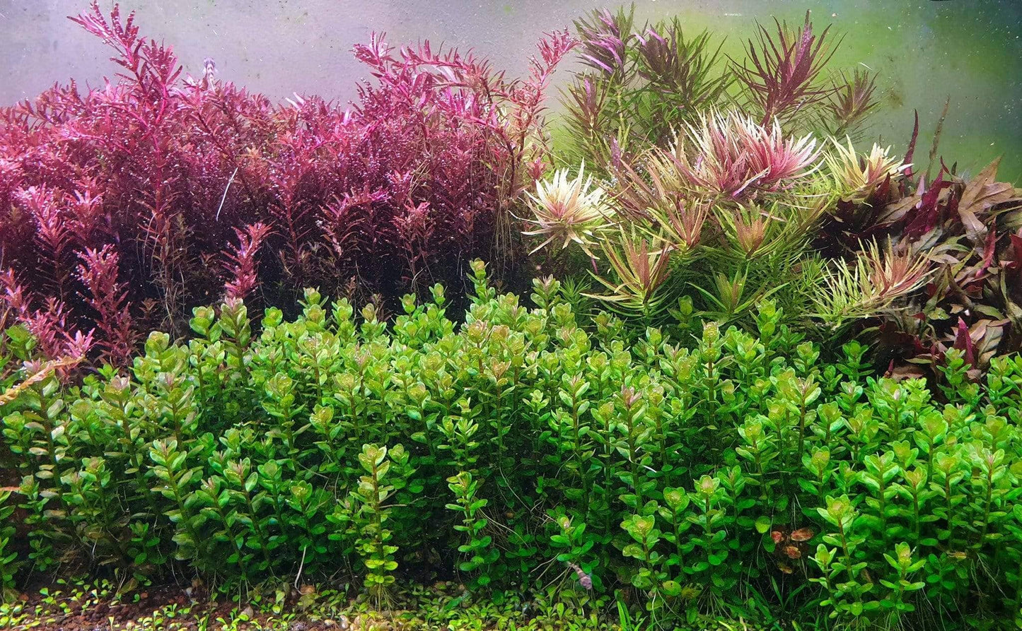 Ammania indica 'Bonsai' (Formerly Rotala Bonsai)