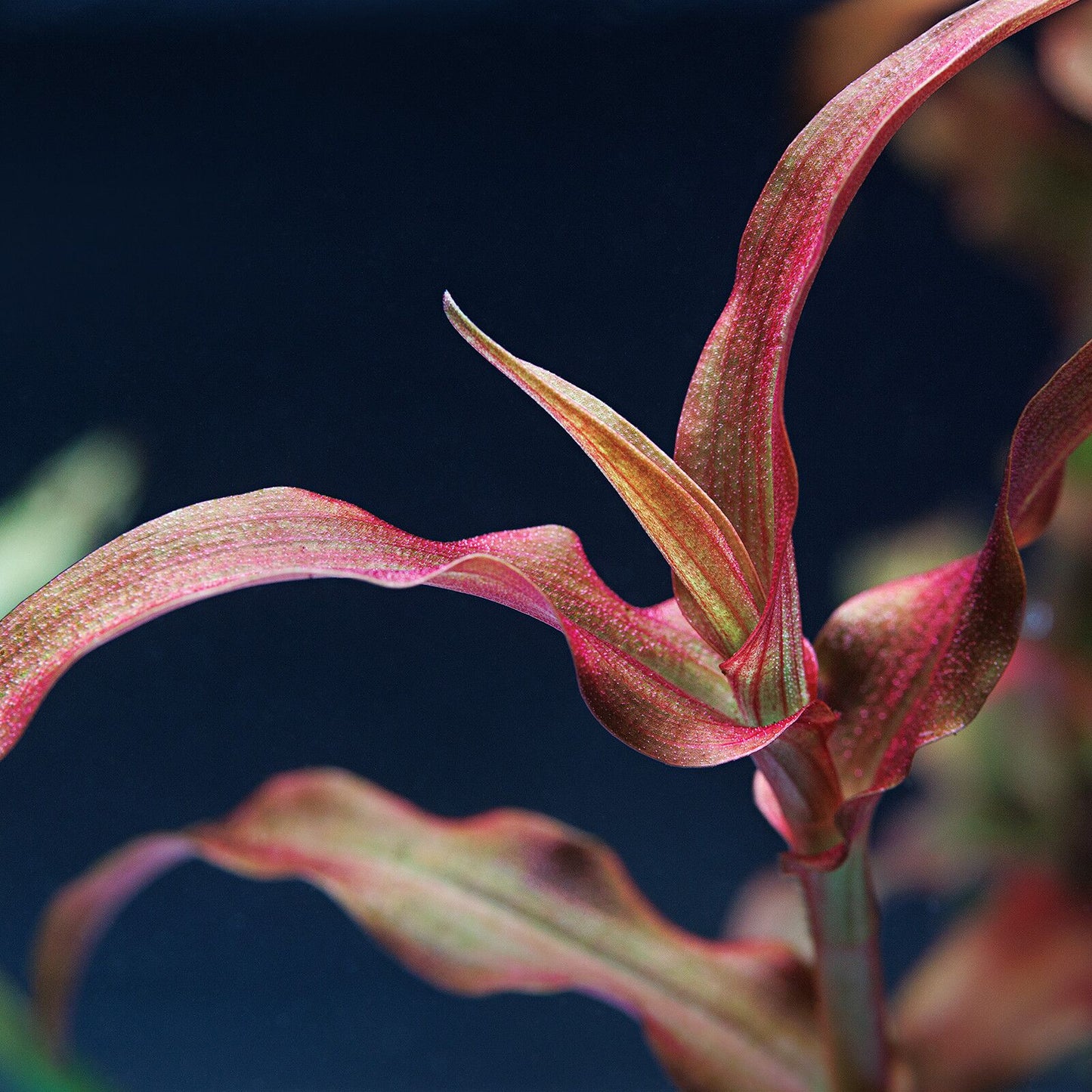 Murdannia sp. “Red”