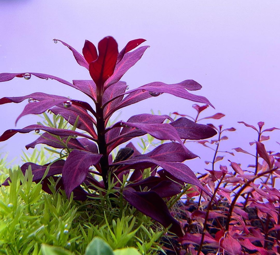 Ludwigia glandulosa