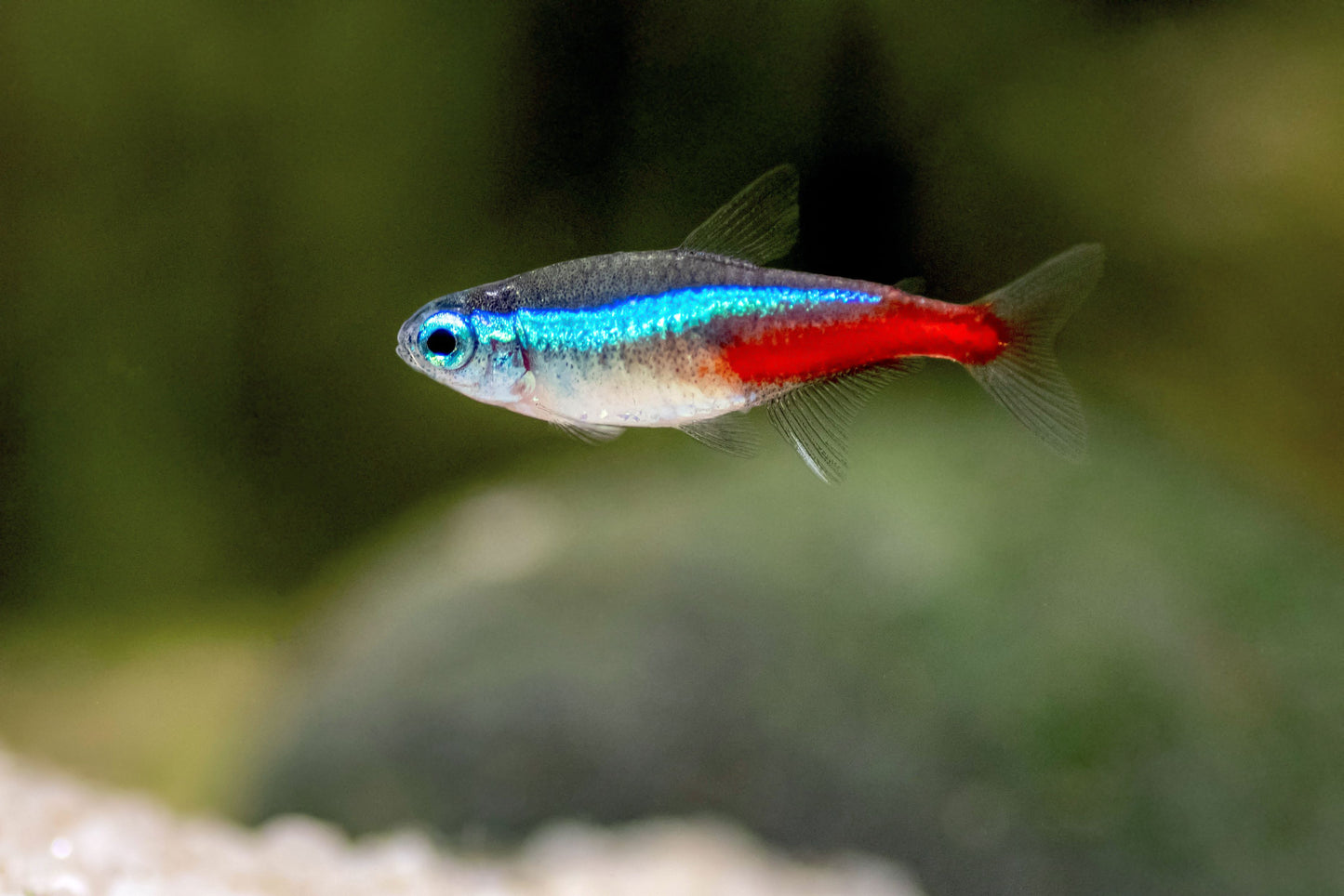 Tetra Neon (Aussie Bred)