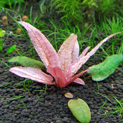 Cryptocoryne wendtii 'Pink Flamingo' - Small Potted Clump