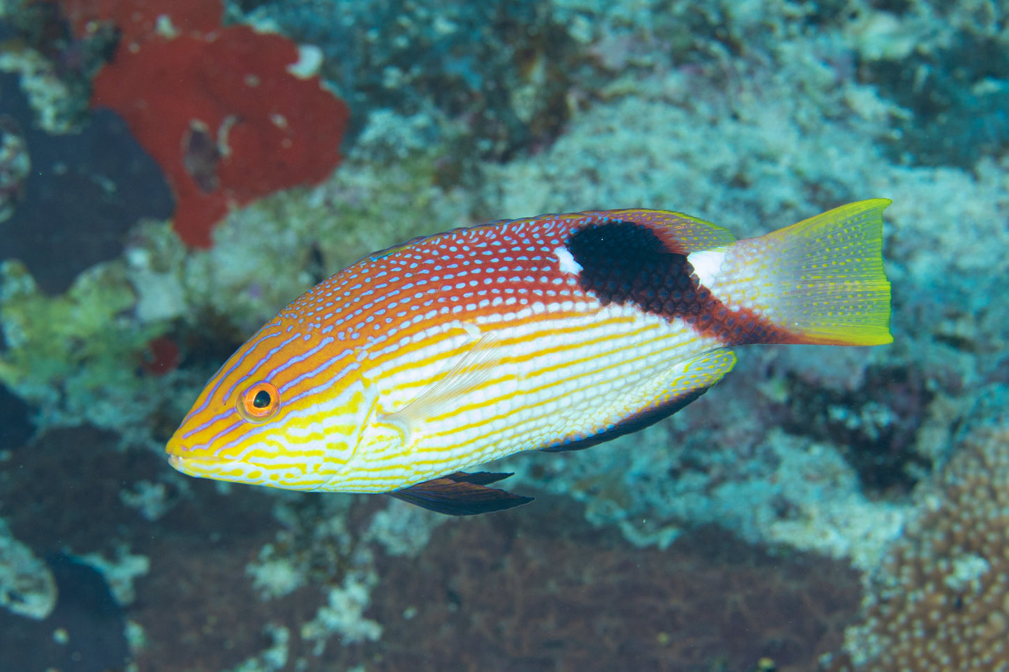 Hogfish - Blackfin "Rare"