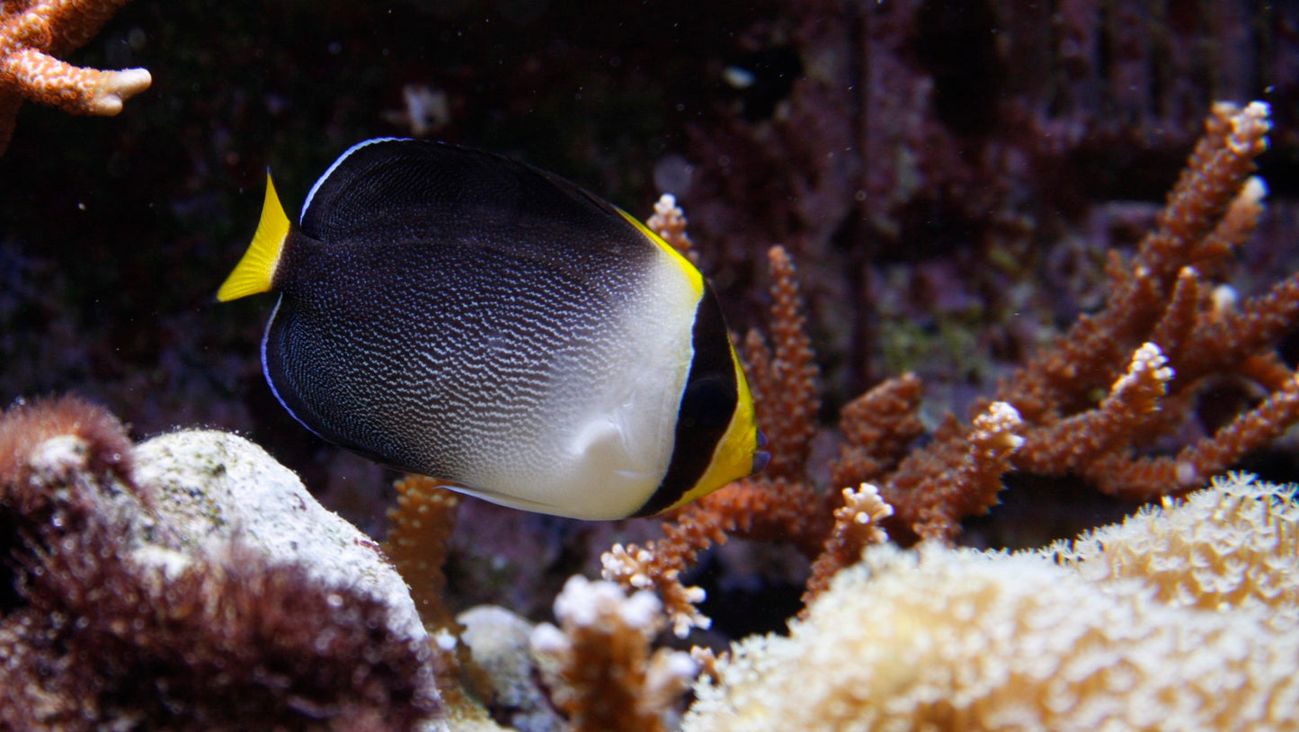Angelfish Singapore "Rare" (Chaetodontoplus mesoleucus)