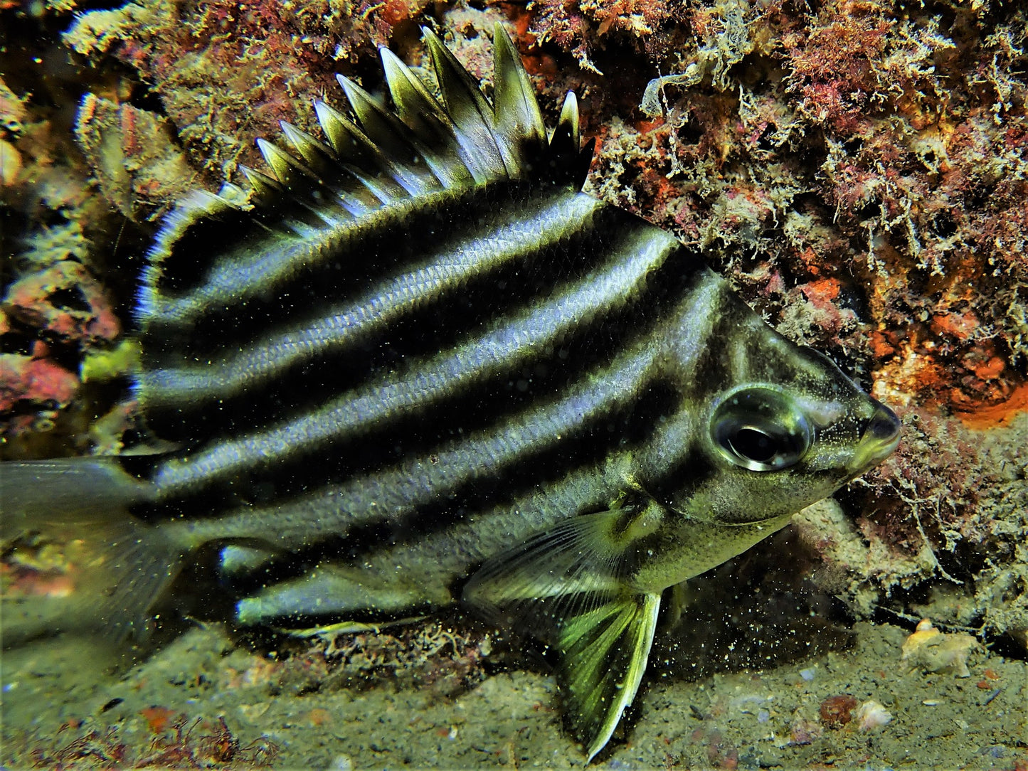 Australian Stripey (Microcanthus strigatus)