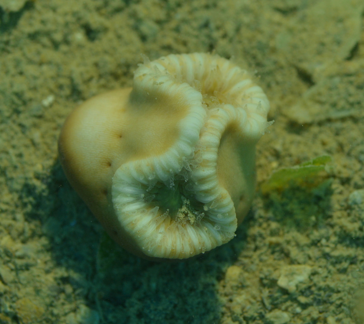 Green Knuckle Bone Coral (Heteropsammia cochlea)