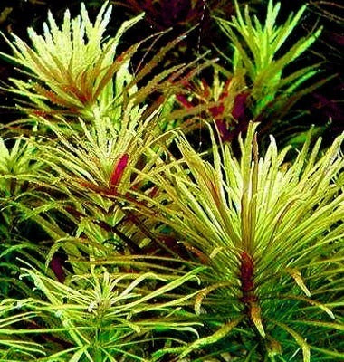 Eustralis stellata