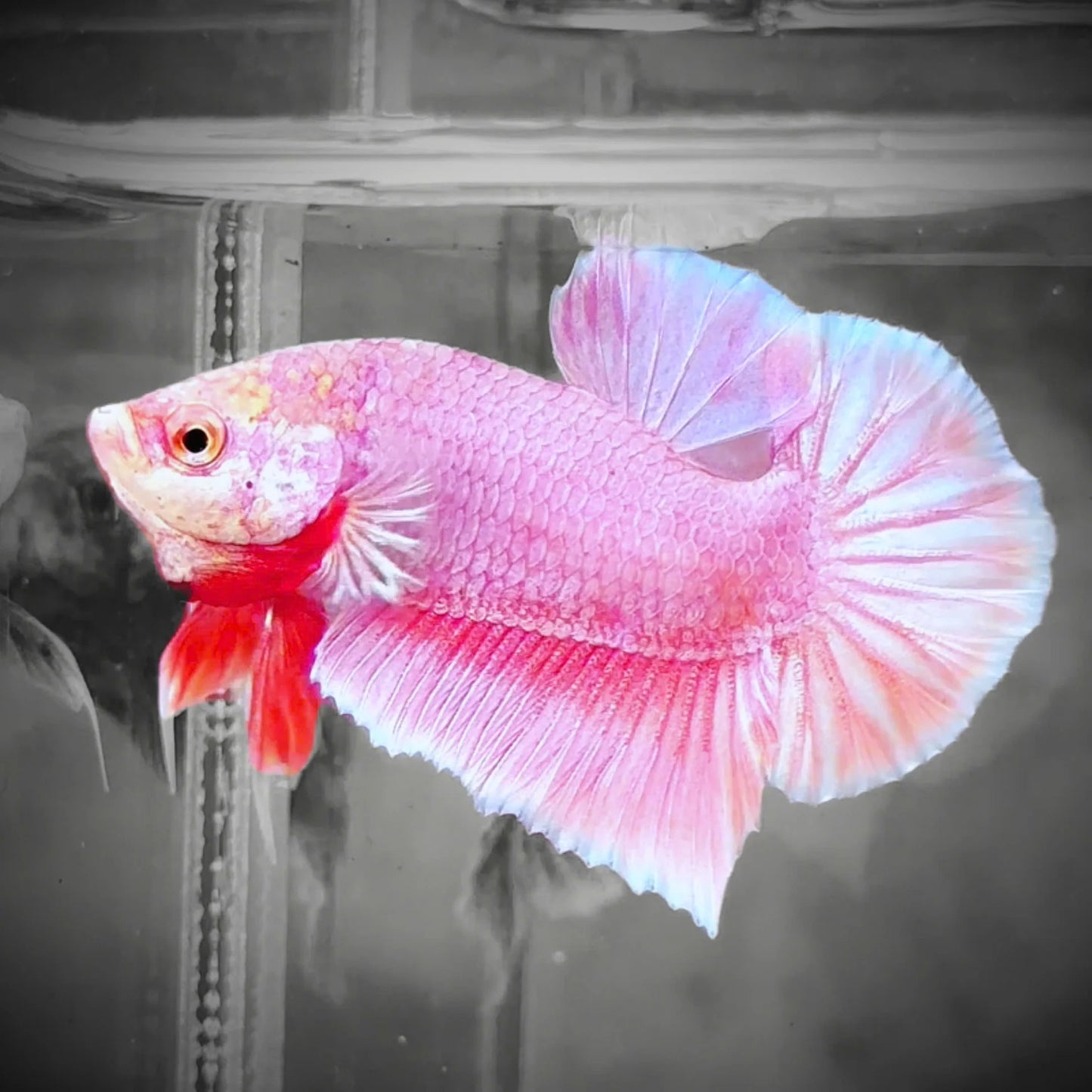Betta PKHM Fancy Pink Male