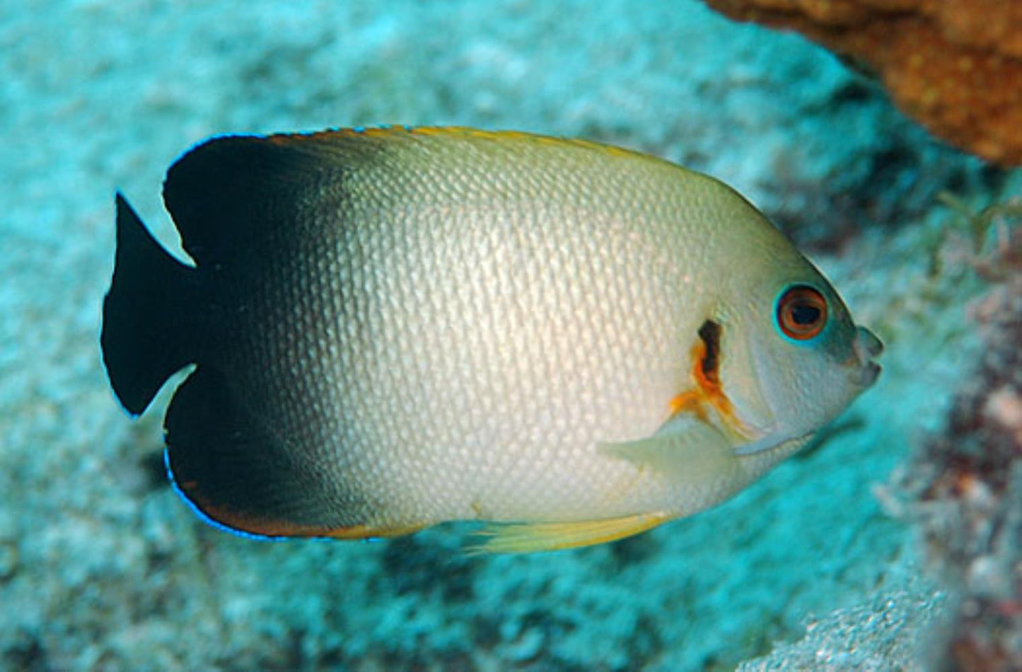 Angelfish Pearl Scale