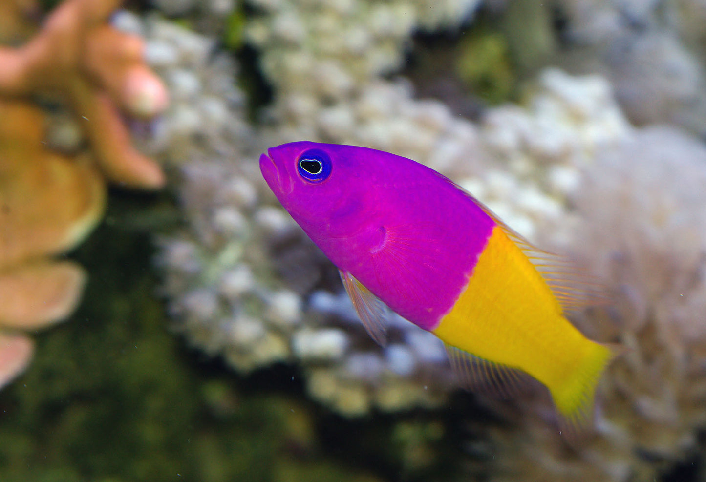 Dottyback - Royal/Bicolor (Pictichromis paccagnellae)