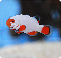 Clownfish - Platinum (Amphiprion percula) PAIR *Captive Bred*