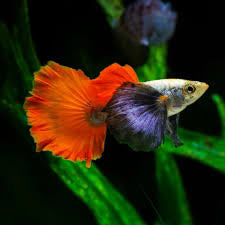 Guppy Dumbo Red Tail Male