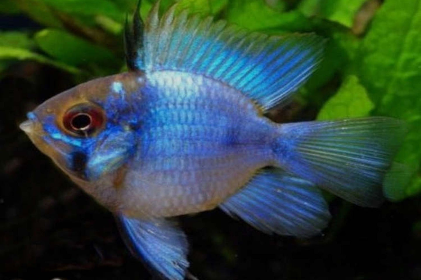 Ram - Neon/Electric Blue - Various (Mikrogeophagus ramirezi)