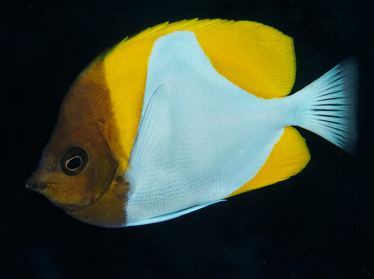 Butterflyfish - Pyramid *Reef Safe*