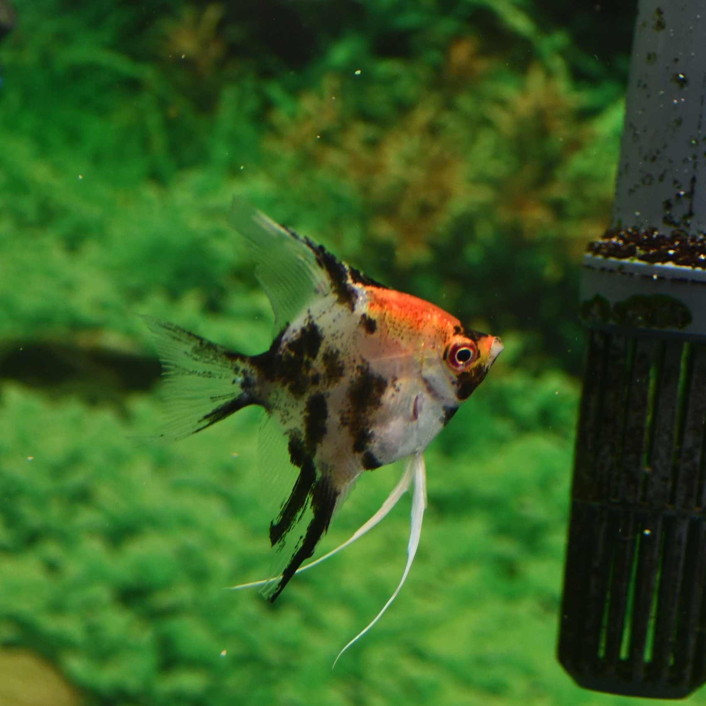 Angelfish German Red Devil
