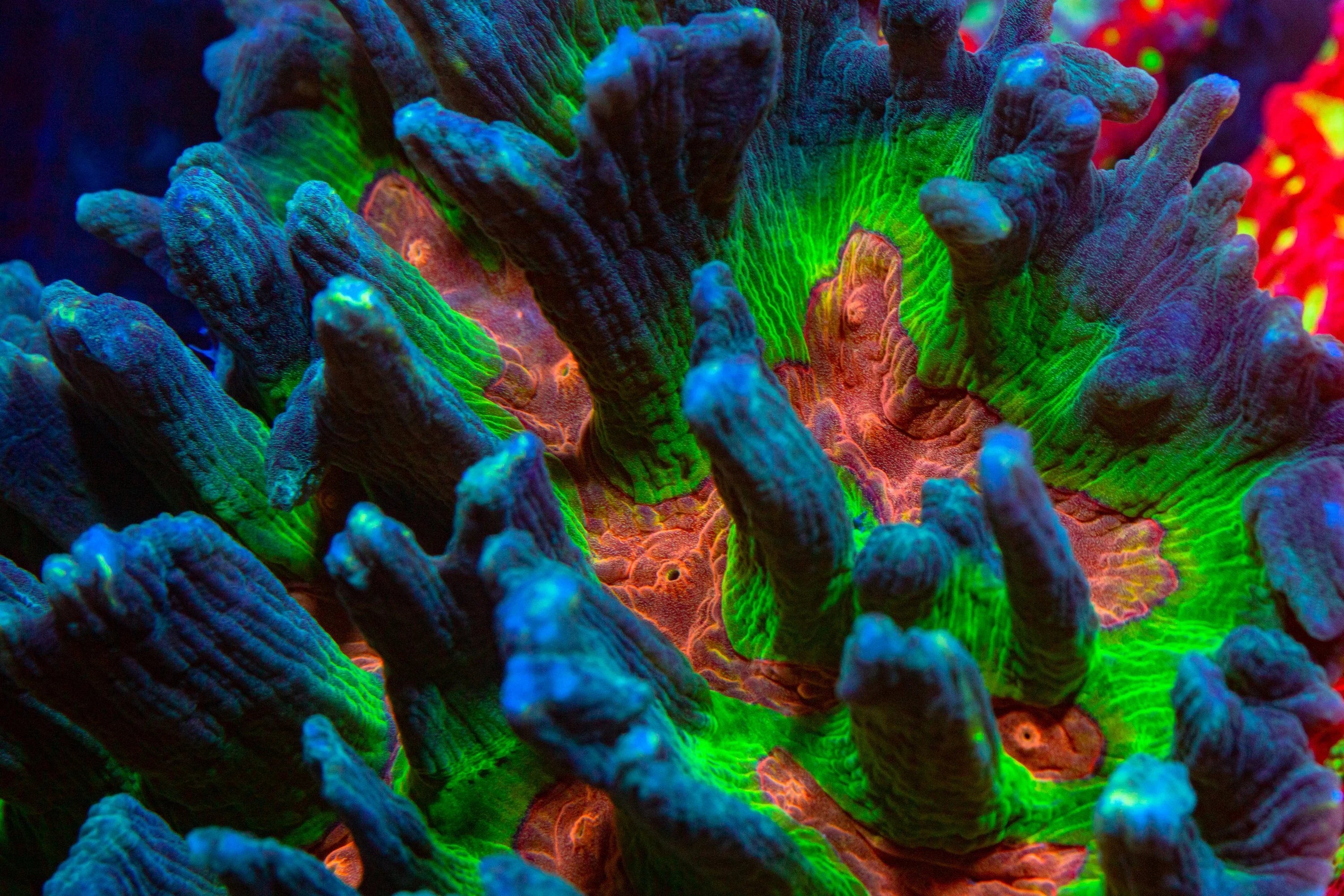 Lettuce Corals (Pectinia sp.) Aquarium Gallery