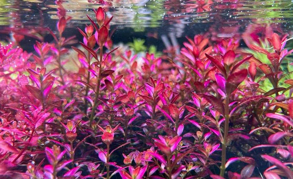 Rotala ramosior 'Florida'