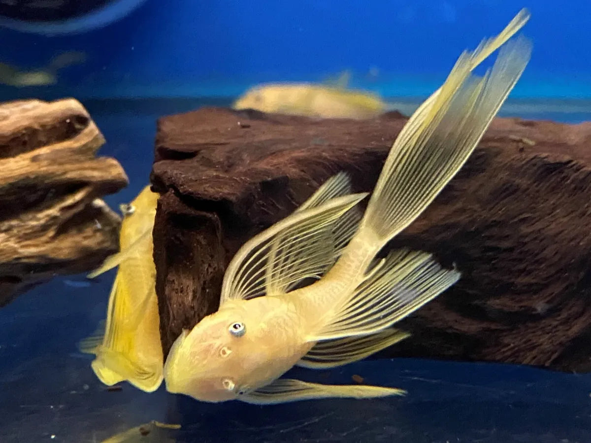 Pleco Blue Eyed Lemon Bristlenose Longfin L144 Aquarium Gallery