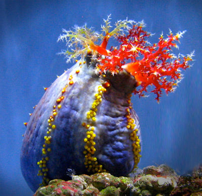 Sea Apples (Filter Feeding Sea Cucumbers)