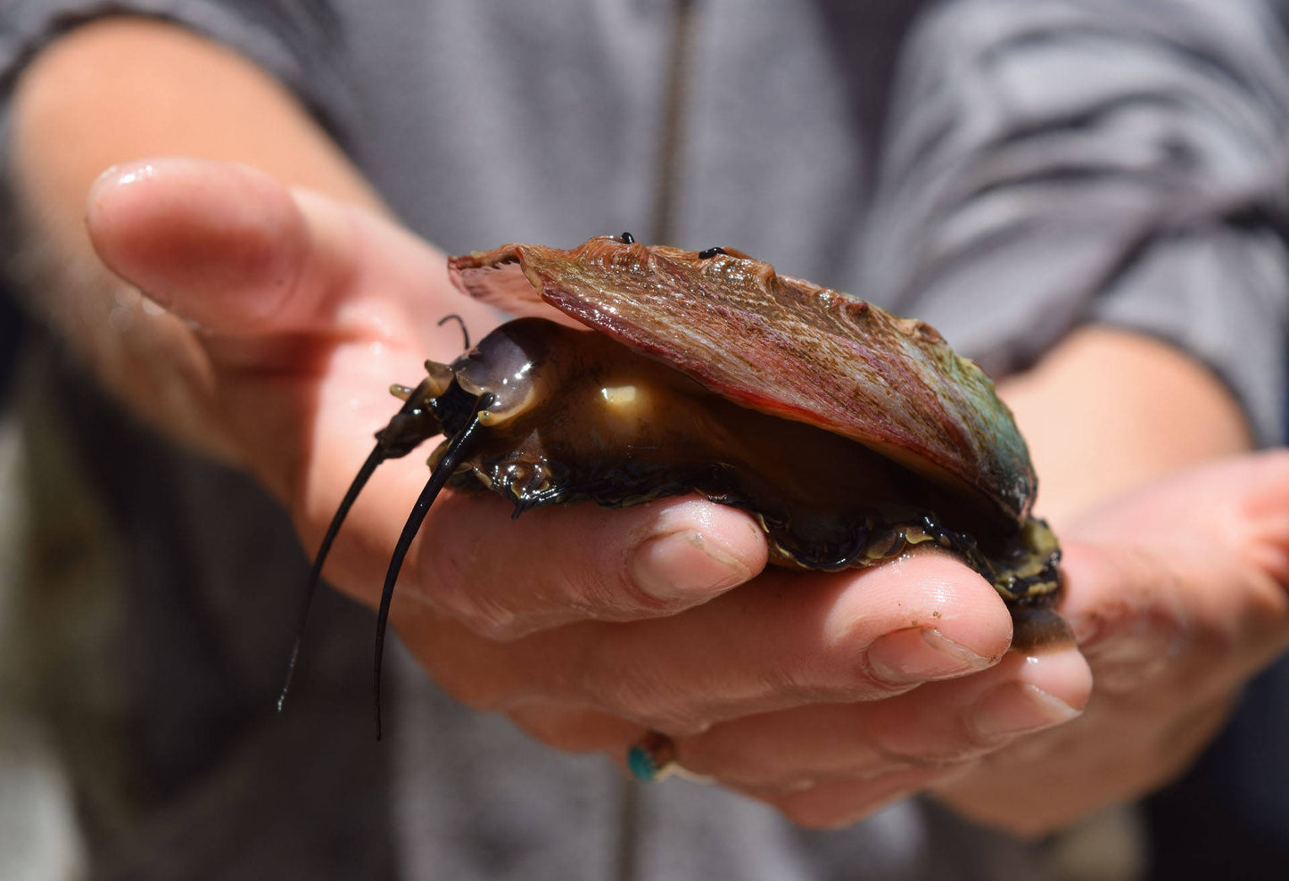 Snail Tropical Abalone