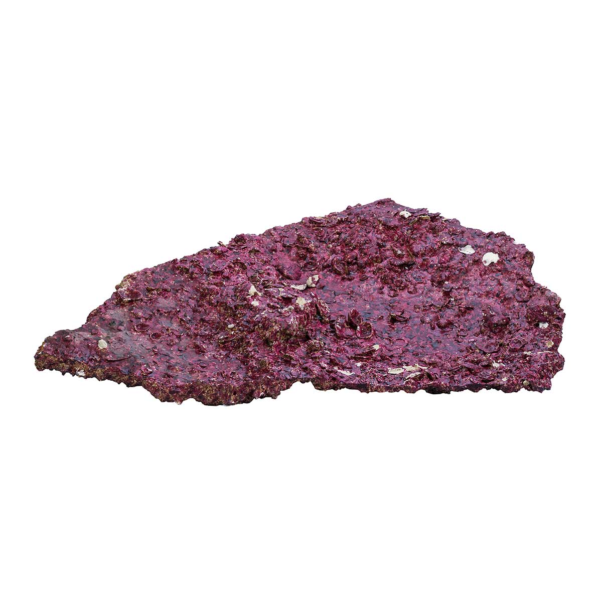 Real Reef Rock SHELF (Marine & African Cichlids ONLY) - per 100g (minimum order of 1kg)